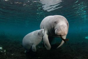 A manatee calf nurses from its floating mother.