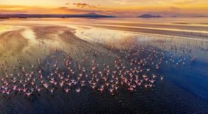 Una parvada de flamencos vuela sobre un lago en Kenia