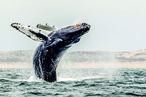 A humpback whale breaches from the waters of Monterey Bay. 