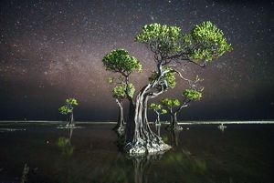 A large, illuminated mangrove tree stands in still water against a night sky