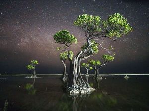 A large, illuminated mangrove tree stands in still water against a night sky