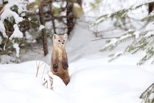 A furry brown animal stands on its hind legs to observe a snowy landscape.