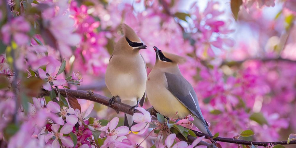 Pink petals on a tree