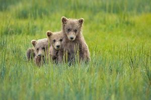 Coastal Brown bear cubs huddled together in a field.