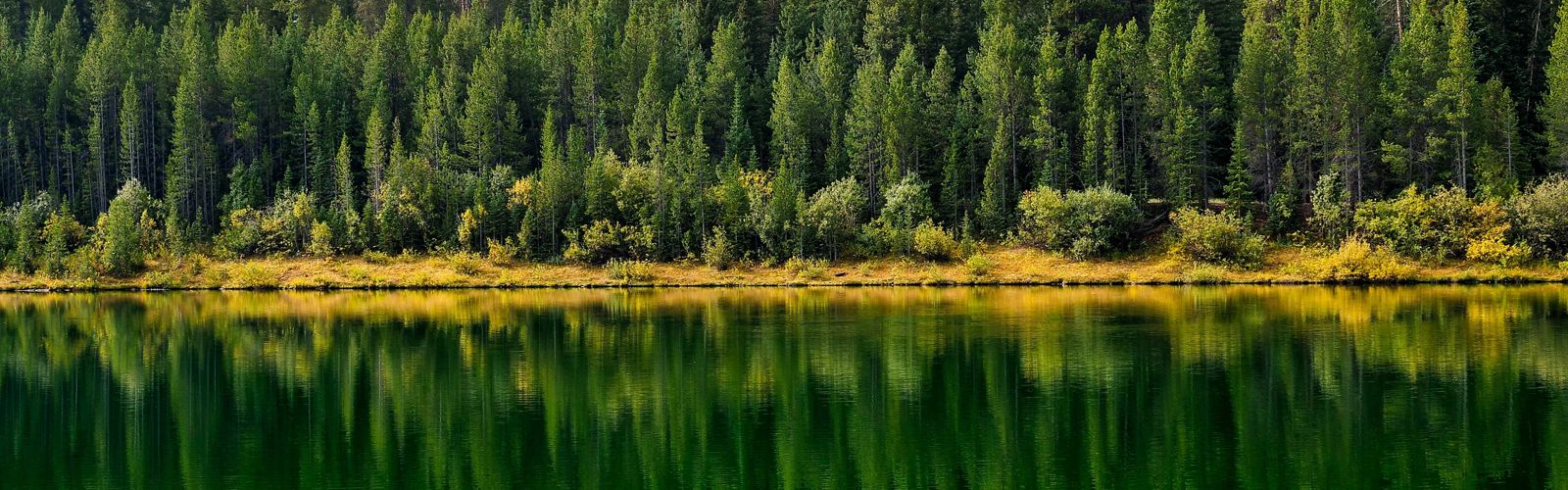 A forest of pine trees reflects onto a clear lake.