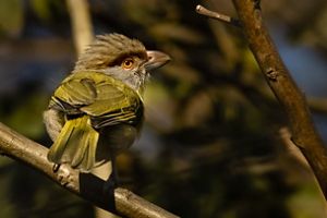 Photo of a greenish-brown bird with orange and black eyes perched on a limb.