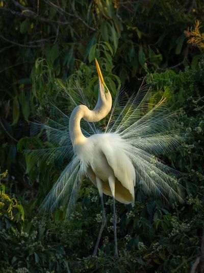 A Great Egret in Brazil performs a mating dance.