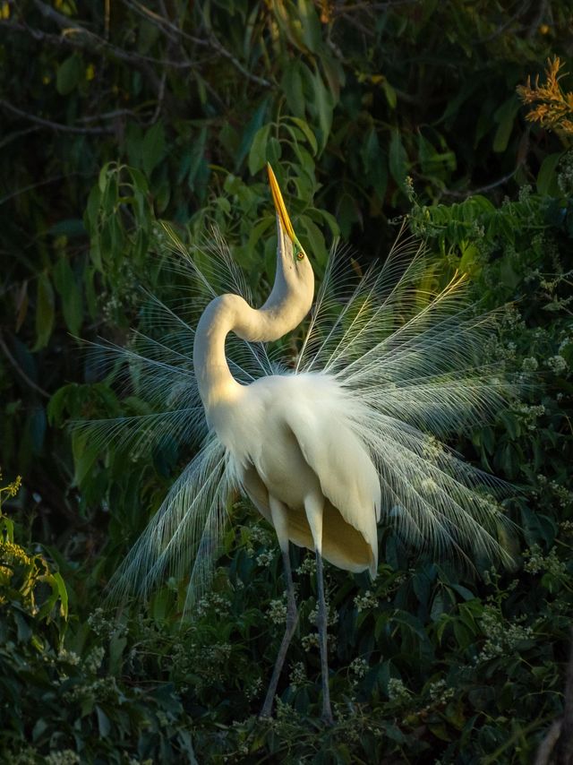 A Great Egret in Brazil performs a mating dance.