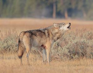 A solo wolf howling