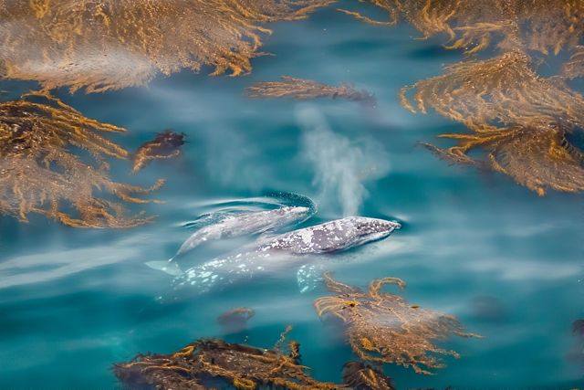 A gray whale swimming with her calf through kelp beds.