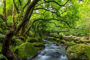 Paisaje de árboles verdes y rocas cubiertas de musgos a orillas de un curso de agua.