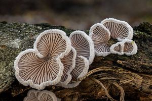 Four fan shaped mushrooms with delicate gills sit on a rotting log.