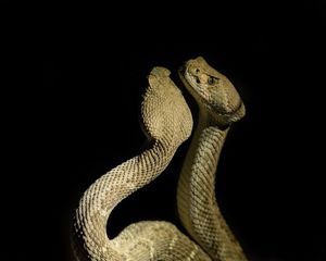 Two green snakes are upright with their heads together against a black background.