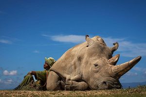 Ranger rests on a white rhino. 