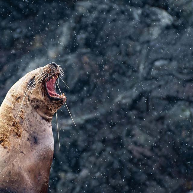 A sea lion roaring.