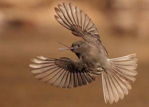 A brown bird is pictured mid-flight with its wings spread and a large bug in its mouth.