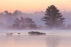 A great blue heron fishing at dawn at Seney National Wildlife Refuge. The scene appears pink and purple as the sun rises. 