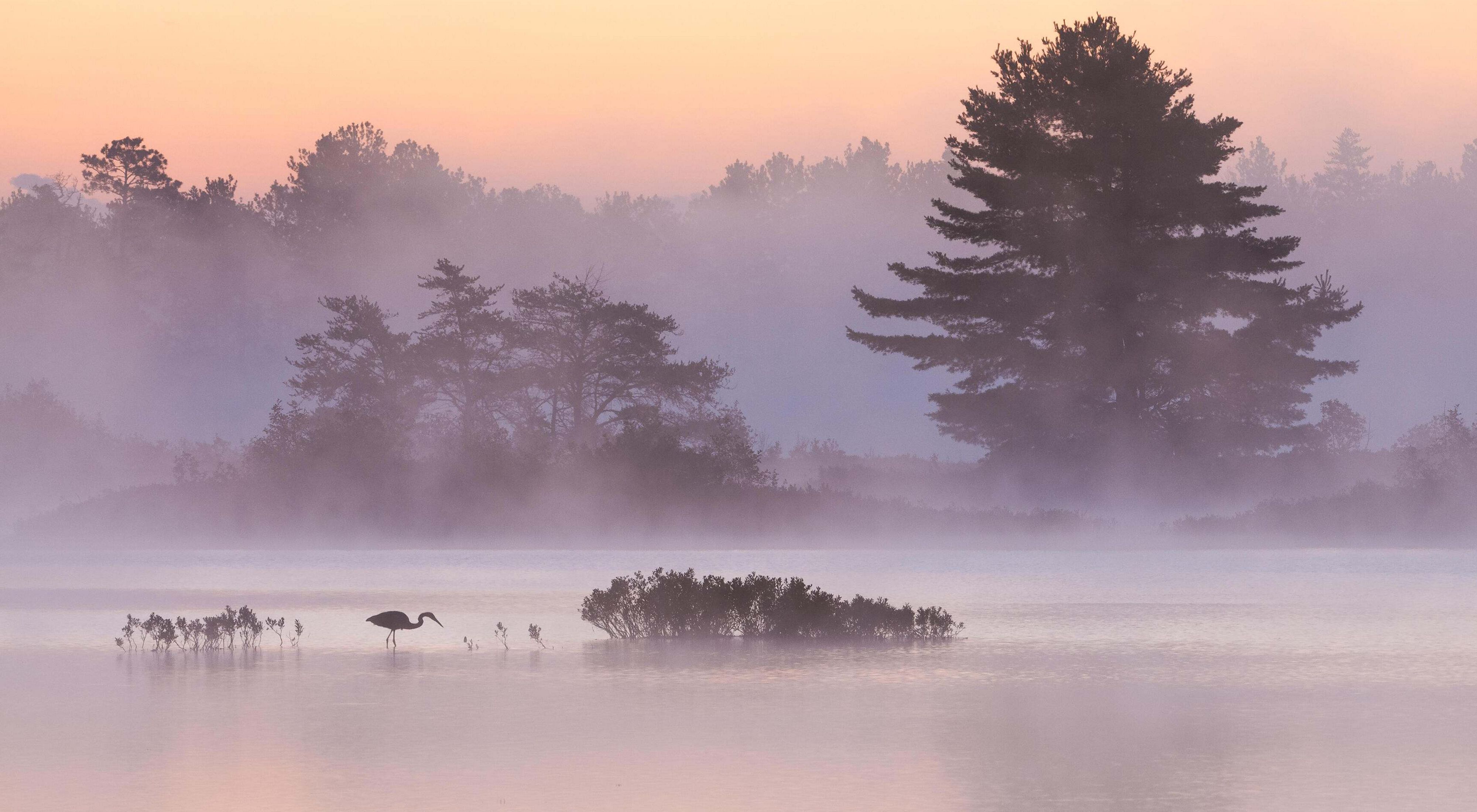 A great blue heron fishes at dawn at Seney National Wildlife Refuge in Michigan's Upper Peninsula on a foggy morning. The sky is pink as the sun rises and reflects in the still water. 