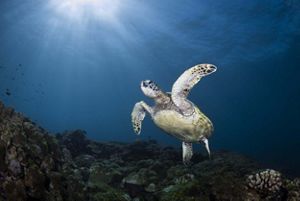 A green sea turtle (Chelonia mydas) rises from the reef off the North Shore of Oahu, Hawai‘i.