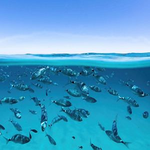 A split-shot at the water's surface with clear skies above and dozens of silver medium-sized porgy fish swimming through clear blue water below.