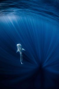 A whale shark swimming under water.