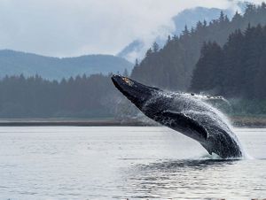 A whale breaching out of the ocean.