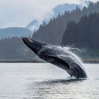 Whale breaching the water.