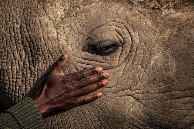 Closeup photo of the side of an elephant's head, showing just the eye and area around it with a man's hand caressing the skin.