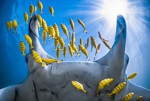 A manta ray passes overhead accompanied by an entourage of juvenile golden trevally while free diving on the Ningaloo Reef, Western Australia.