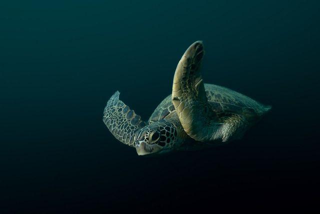 Una tortuga marina verde nadando bajo el agua.