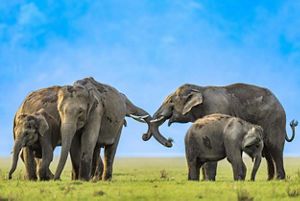 Several elephants meet and touch their trunks together on a grassy plain.