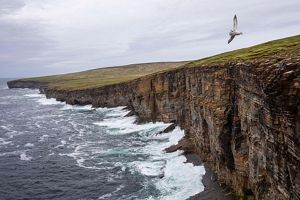 coastal cliffs with birds soaring overhead.