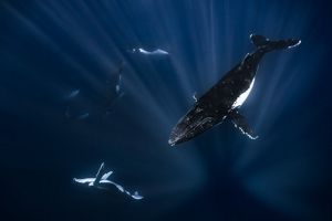 Humpback whales swimming under water.