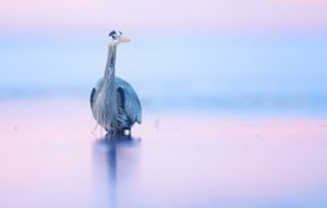 A great blue heron wades in shallow water against a pink and purple sky.