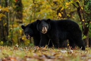 Two black bears.