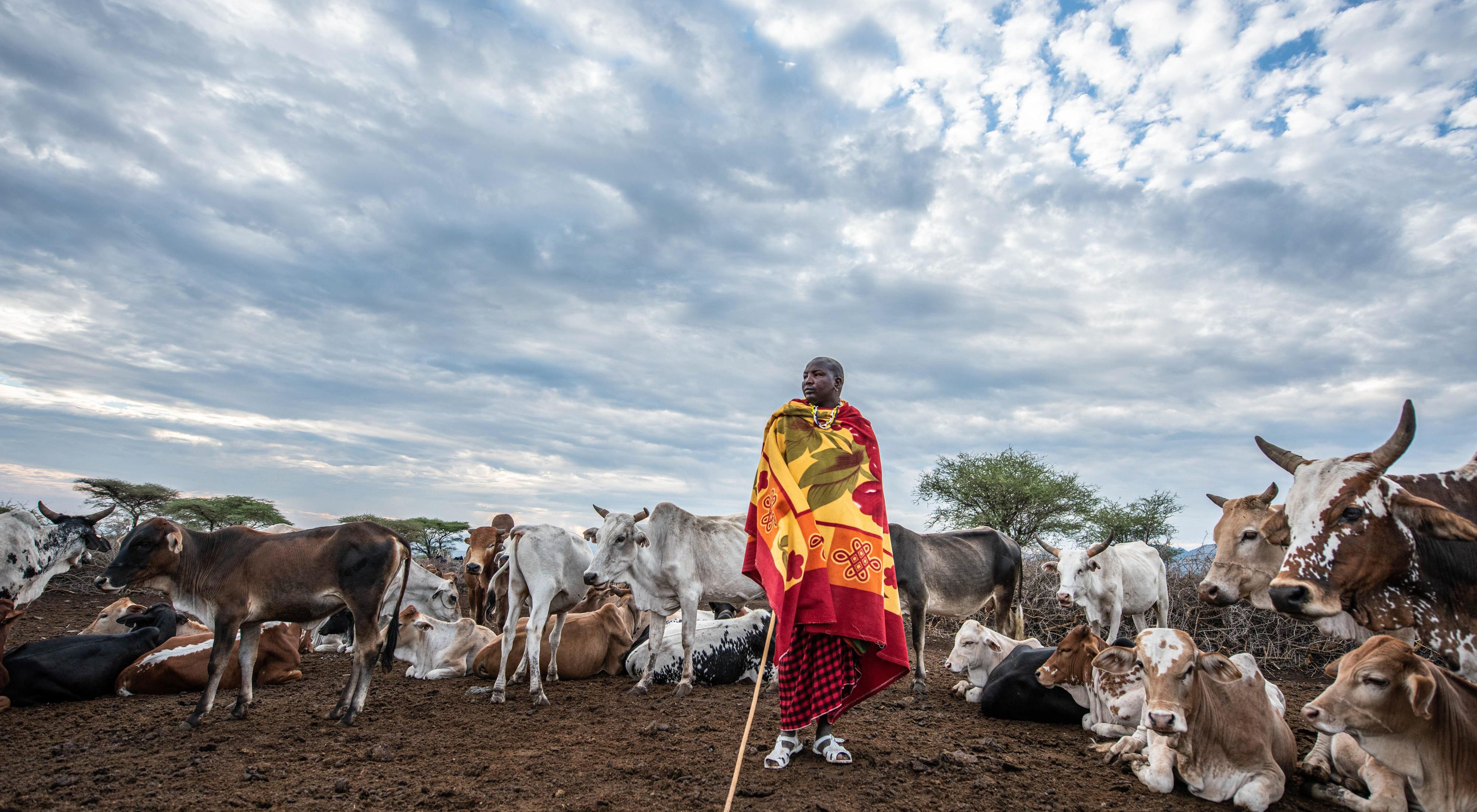 Herder in front of his cattle 