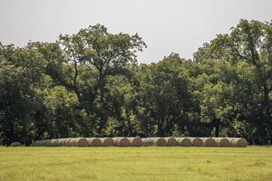 Sunrise over a river line with dense vegetation and floating plants.
