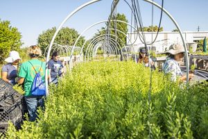 At least five volunteers work to divide up plant seedlings.