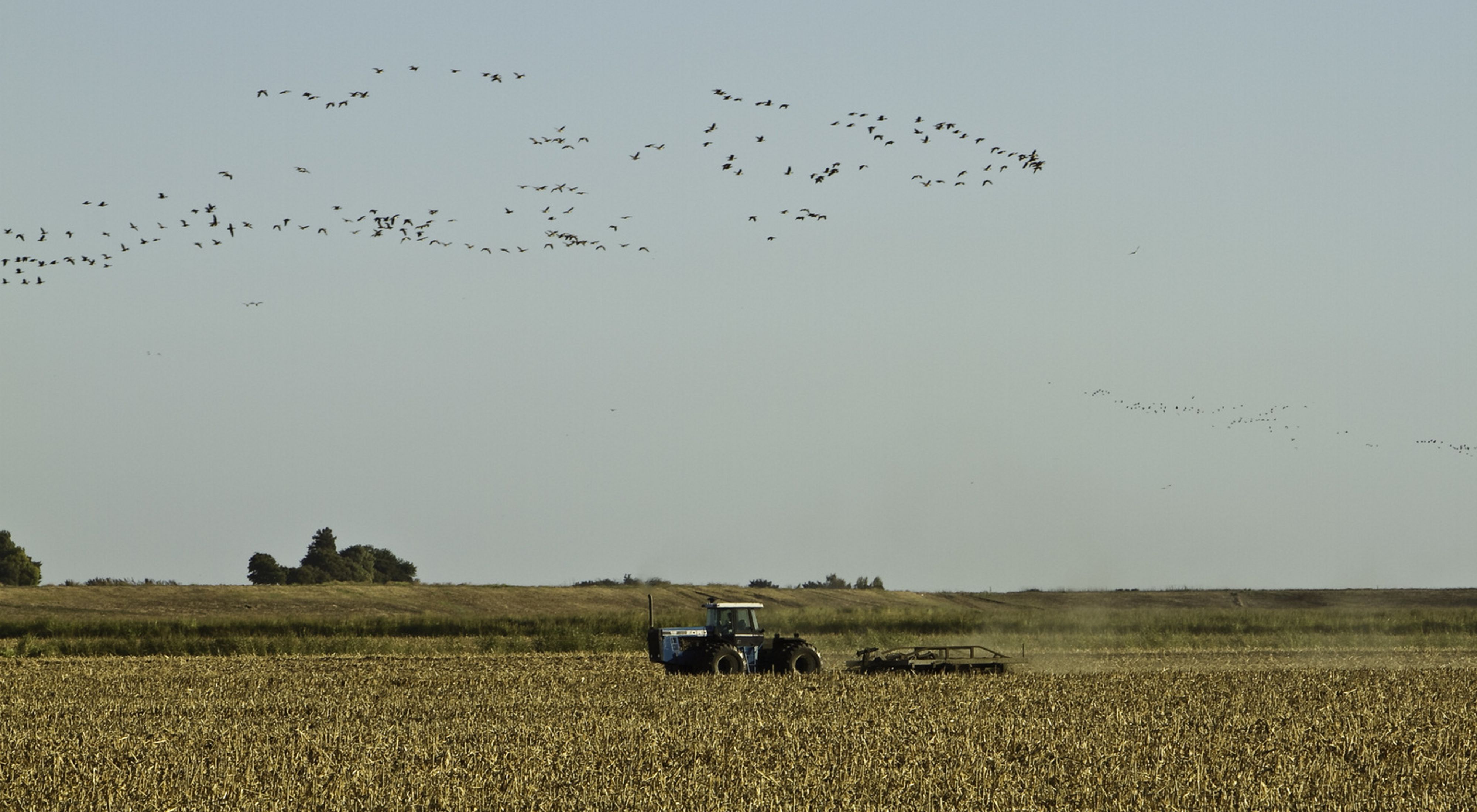 A large flock of birds fly over a tractor in a field.