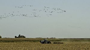 A tractor travels across a field with hundreds of birds flying overhead.