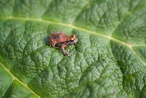 Fauna de la RCV