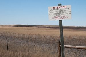 A sign posted at a fence around a prairie field. The sign says this is a black-footed ferret reintroduction area and that prairie dog hunting and shooting is prohibited.