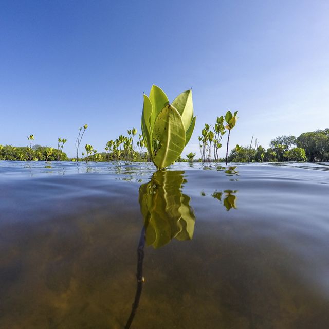 A mangrove tree on Pate Island