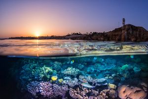 Coral Reef in Egypt