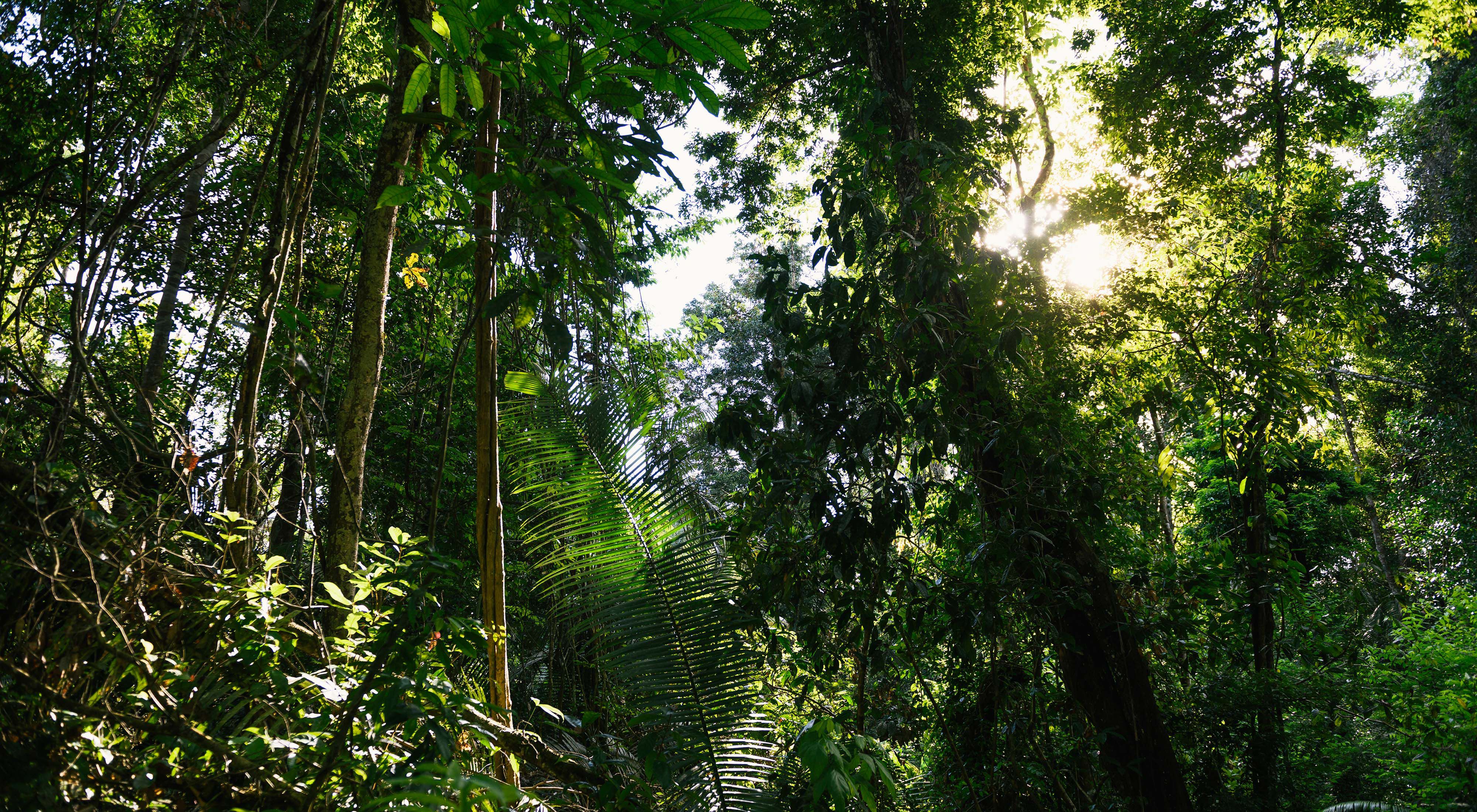 Lush rainforest in Brazil