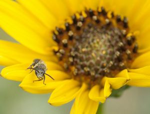 Closeup of a bee on the petals of a bright yellow flower.