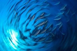 Image depicting a swirling school of fish in deep blue water.