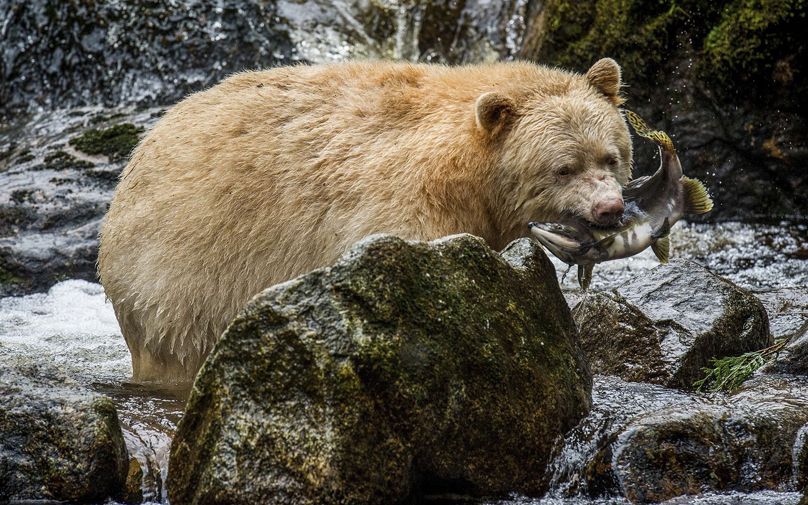 
                
                  Spirit Bear A recessive gene makes approximately one in ten black bears as white as a polar bear. Only about 400 spirit bears persist in remote regions of coastal British Columbia.
                  © Jon McCormack
                
              