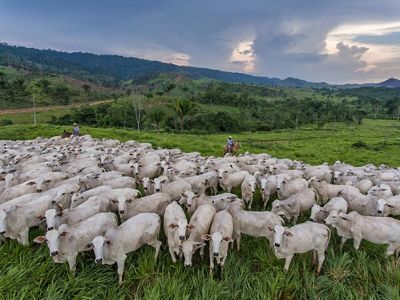 Cattle grazing in a sustainably managed ranch in São Félix do Xingo, Brazil.  