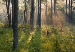 Sunlight filters through the trees of a thick forest. The forest floor is filled with lush ferns.